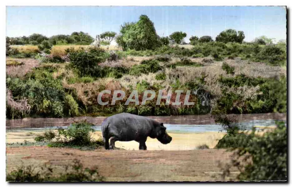 Hippopotam — Afrika — Foto n°2308 - Vorderseite