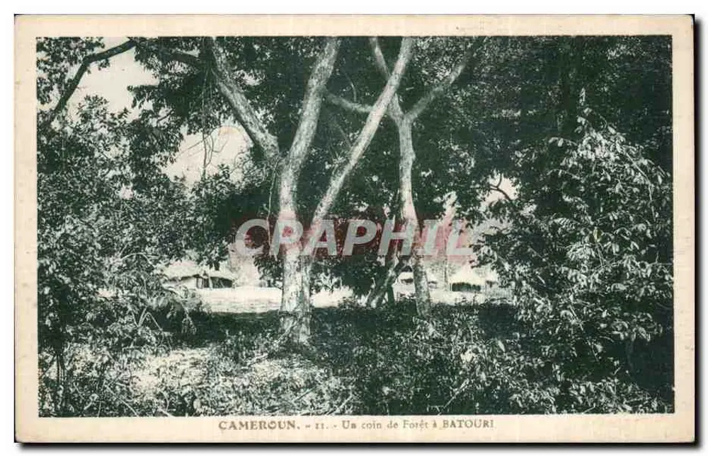 Kamerun - Ein Waldstück in Batouri - Vorderseite