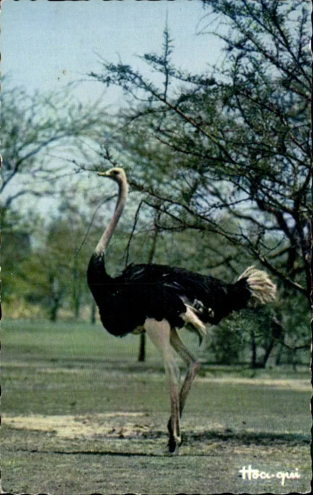 Straußenvogel — in einer afrikanischen Landschaft — Éditions HOA-QUI, Nr. 3006 - Vorderseite
