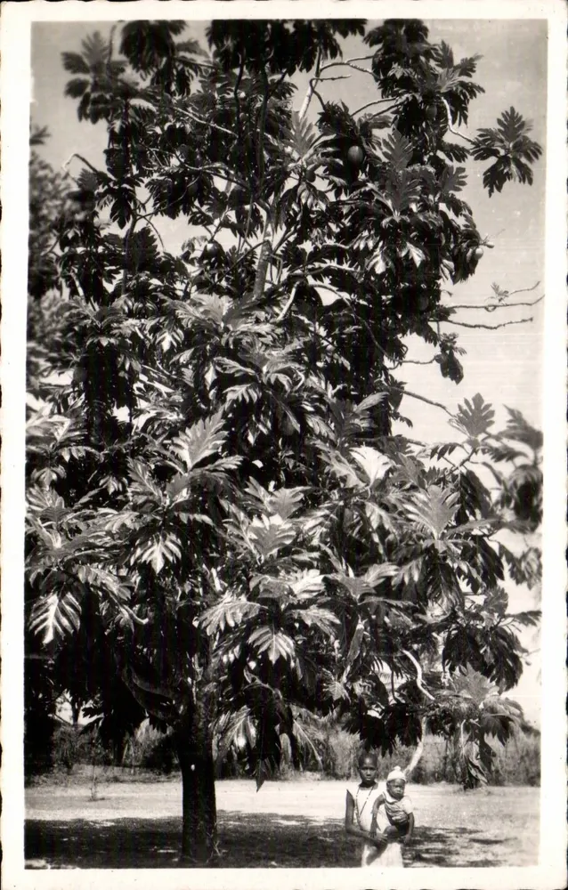 Brotbaum — Westafrika — Vintage Postcard/Antike Ansichtskarte n°93 - Vorderseite