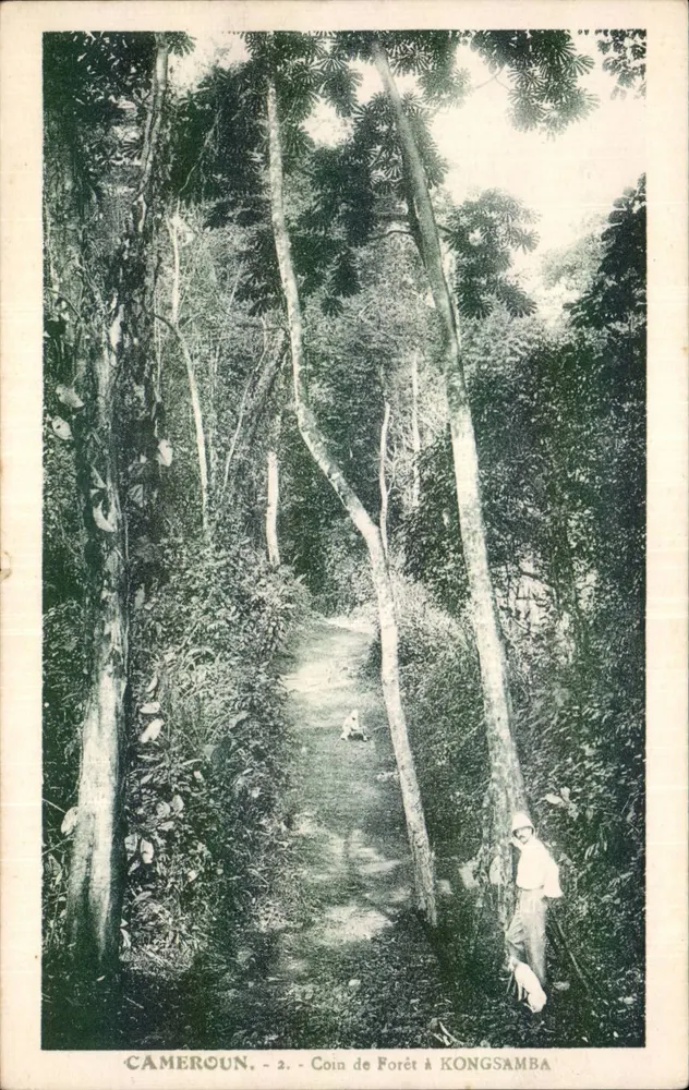 Waldrand in Kongsamba — Kamerun — Nr. 2 - Vorderseite