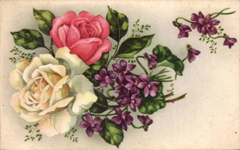 Blumen — rosa Rose, hellrosa, Violets — Verlag nicht sichtbar - Vorderseite