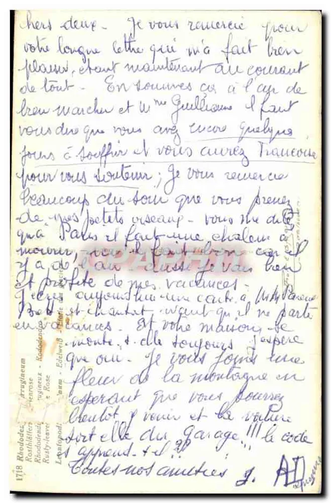 Flores alpinas — Rhododendro y Edelweiss - Reverso