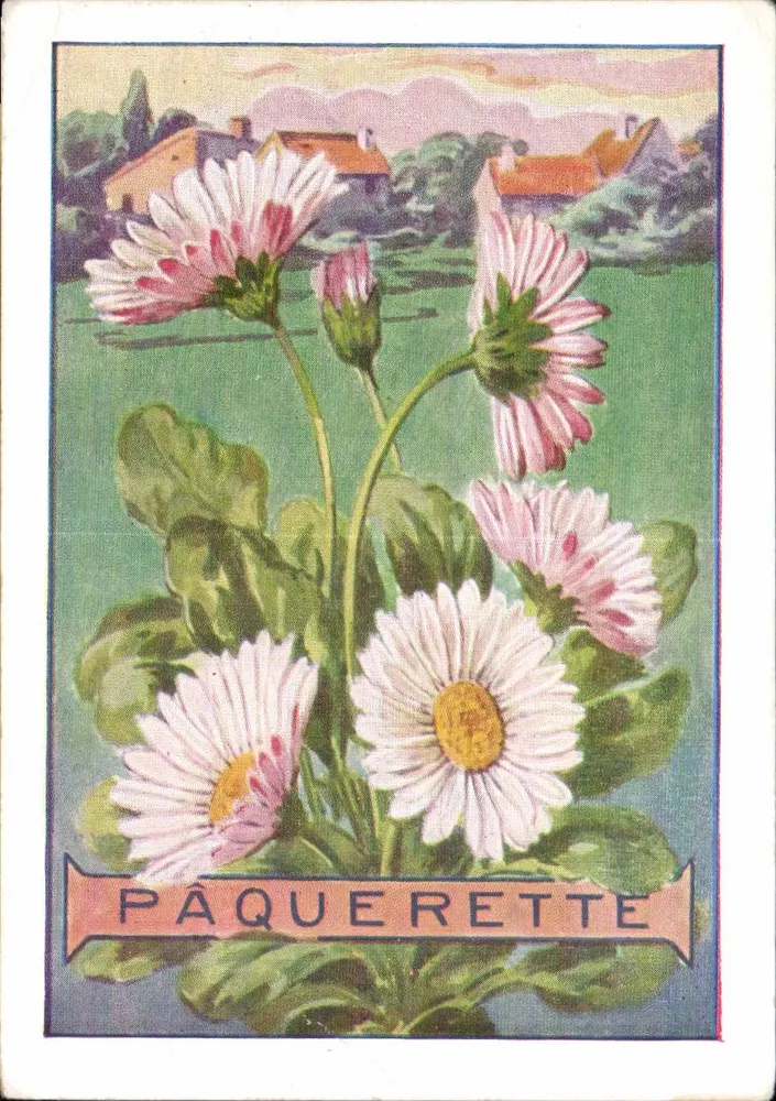 Pâquerette — flor de Páscoa — edição ilustrada - Frente