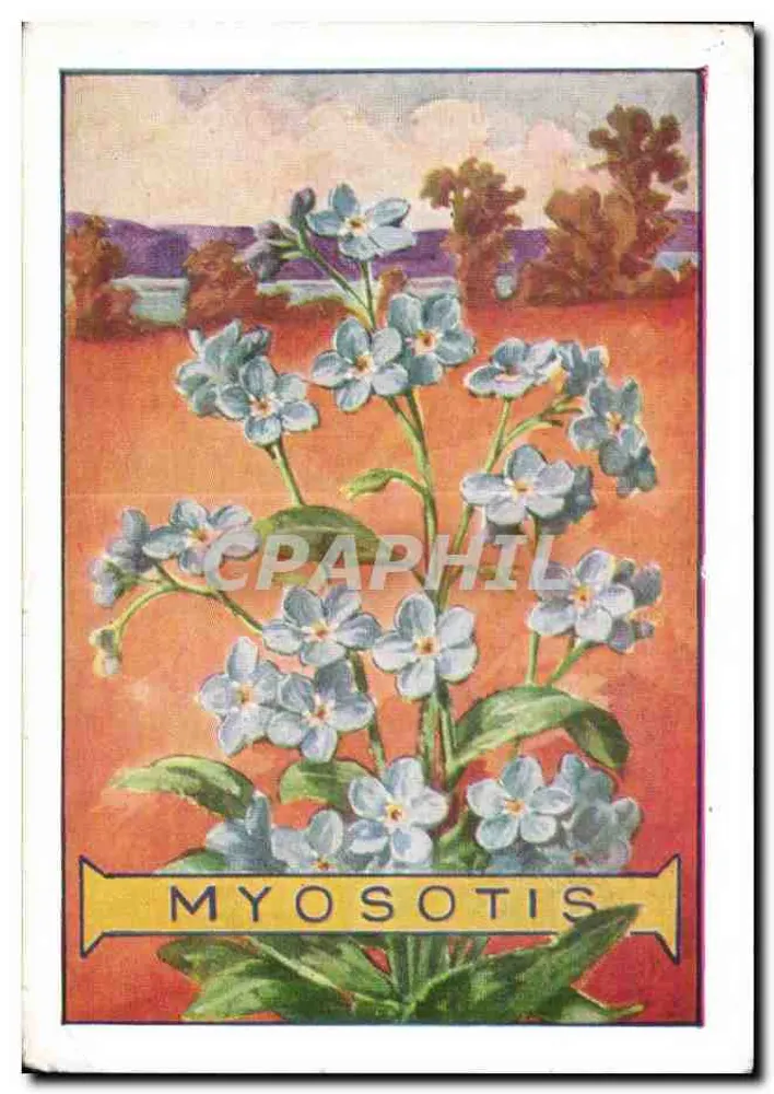 Myosotis — flores azuis — carta botânica - Frente