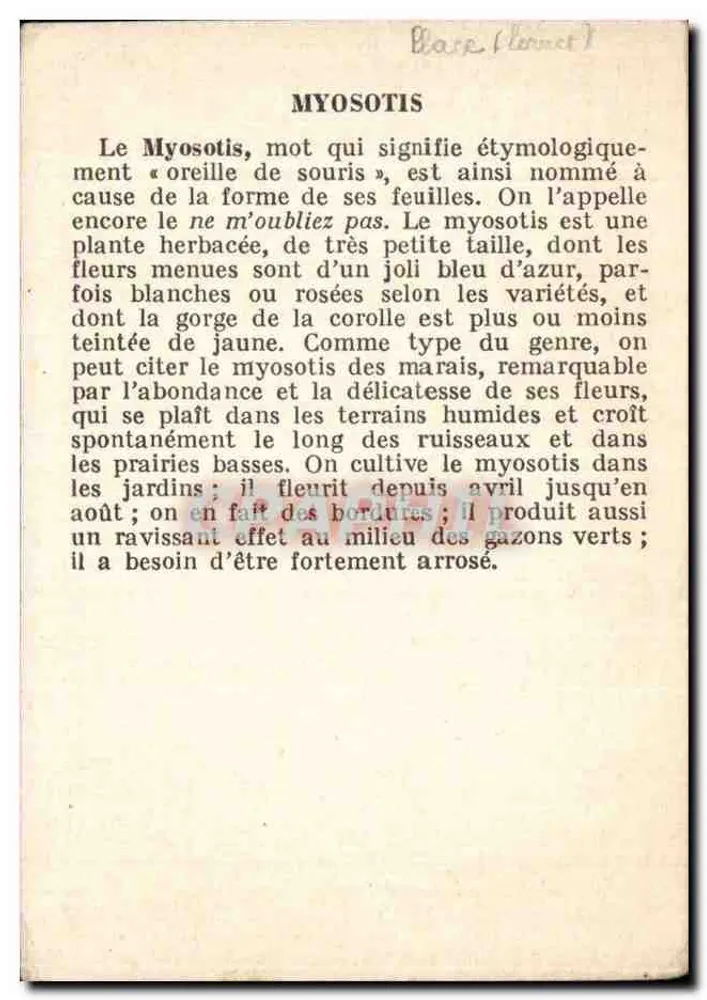Myosotis — flores azuis — carta botânica - Verso