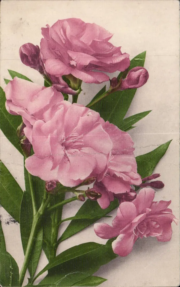Flores rosas — ilustração botânica — Marten Rommel & Co., Stuttgart, 1903 - Frente