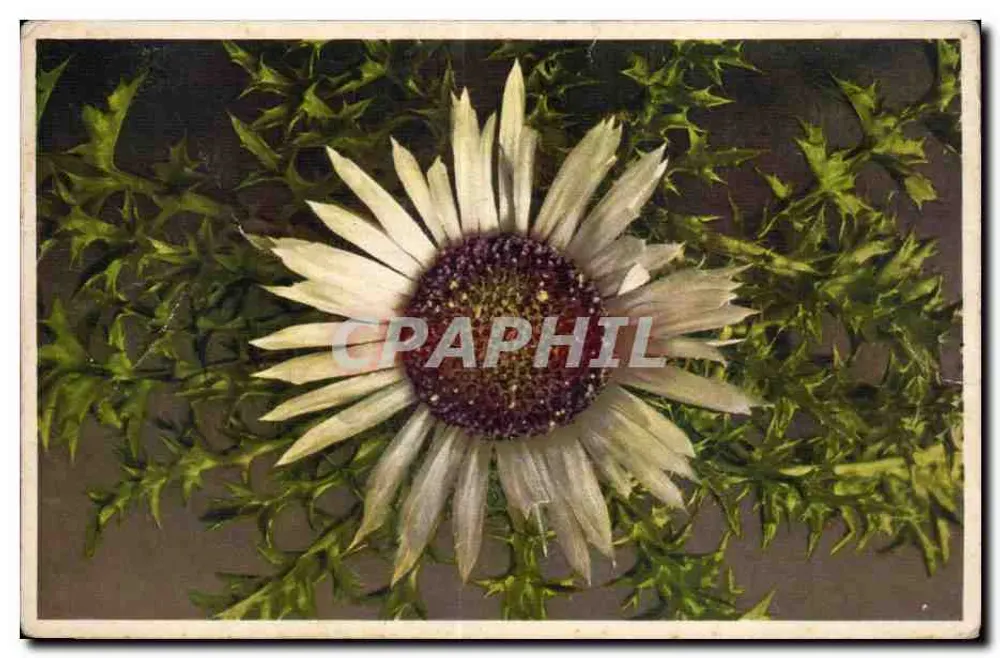Flor de Carlina acaulis — Silberdistel — Thor-é Oyger, Fribourg - Frente