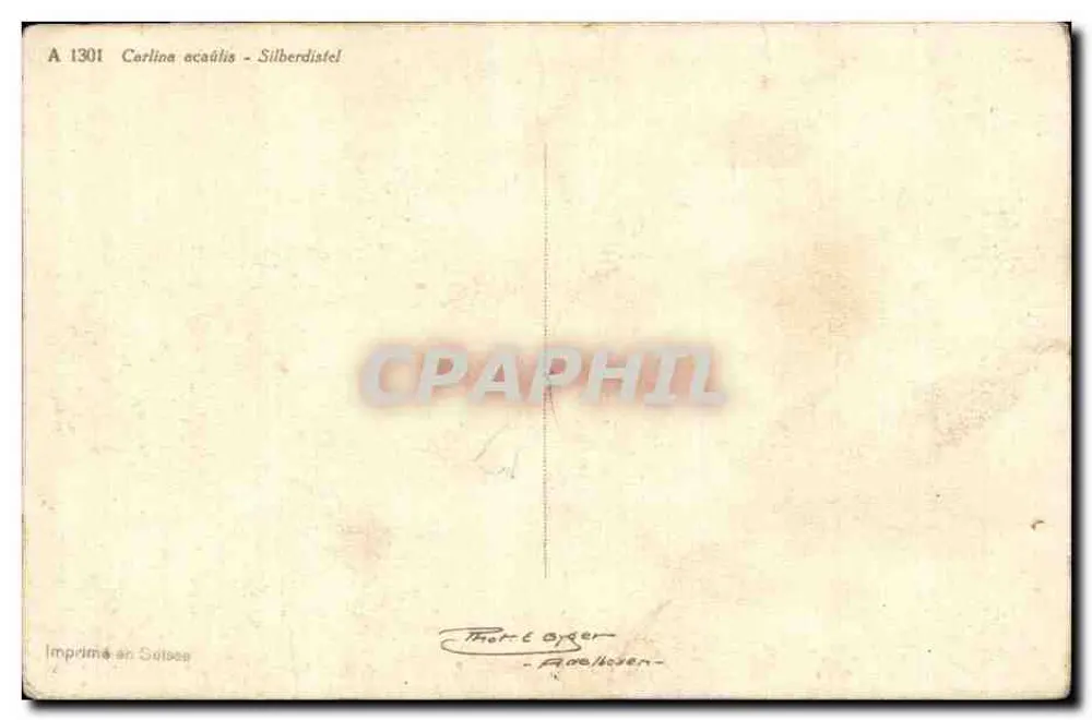 Flor de Carlina acaulis — Silberdistel — Thor-é Oyger, Fribourg - Verso
