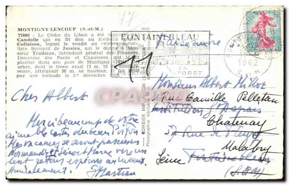 Zeder des Libanon in Montigny-l'Éventé — bemerkenswerter Baum — Verlag Cim - Rückseite