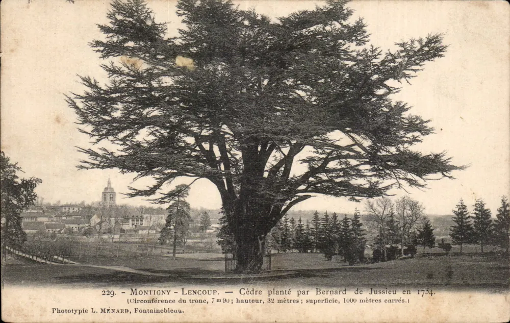 Montigny-Lencoup — Zeder gepflanzt von Bernard de Jussieu im Jahr 1734 — Phototypie L. Ménard, Fontainebleau - Vorderseite