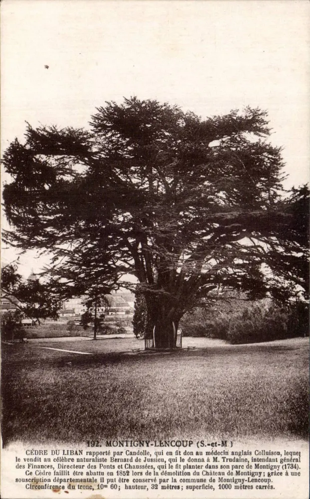 Zeder von Libanon in Montigny-Lencoup — S.-et-M. — Phototypie von M. Siget, rue de l'Église - Vorderseite