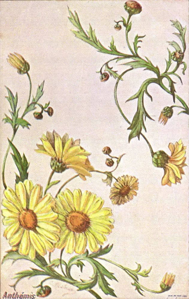 Anthemis — ilustração botânica — The B. P. Co. Inc. - Frente