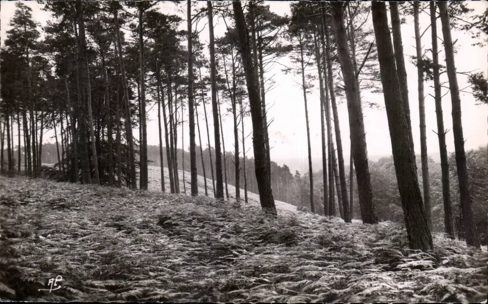 Wald von Échappée über die Mesnuls — Montfort-l'Amaury — Éd. d'Art, Paris - Vorderseite