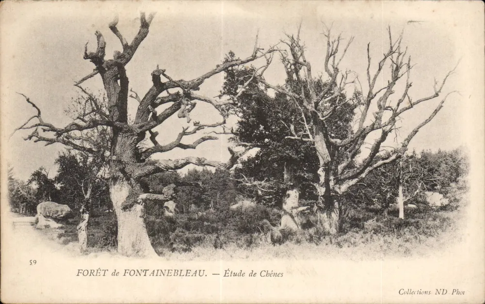 Floresta de Fontainebleau — Estudo de Carvalhos — Coleções ND Phot - Frente