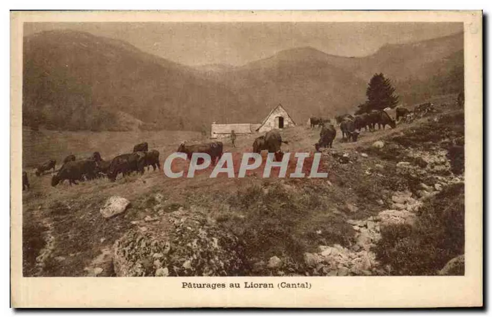 Pastagens no Lioran (Cantal) — vista pastoril com rebanho e cabana — editor não visível - Frente