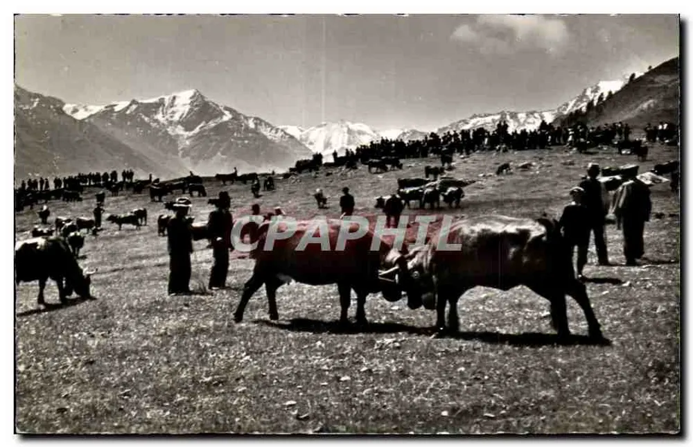 थायोन के एल्प — गायों की लड़ाई — गिगर & राइफ-मेटिन, एडलबर्न - आगे