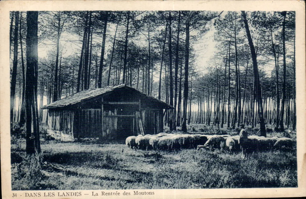 In den Landes — Die Rückkehr der Schafe — Editions E. Vigneux - Vorderseite