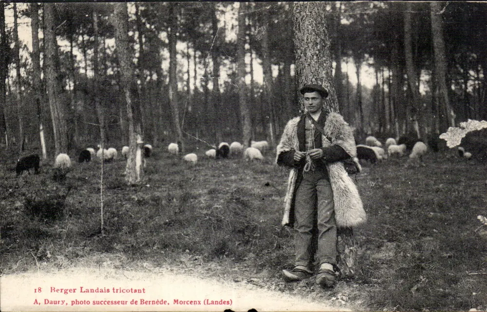 Berger Landais tricotant — scène de forêt avec moutons — A. Daurry, photographe successeur de Bernède, Morcenx (Landes) - Frente