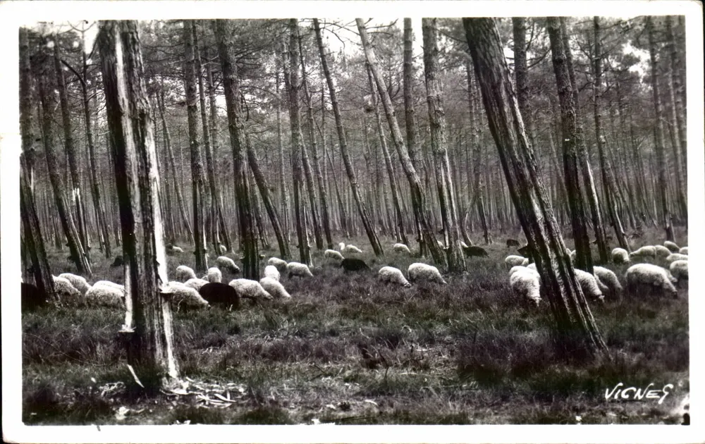 Schafe in der Wald — VIGNES — N°50 - Vorderseite