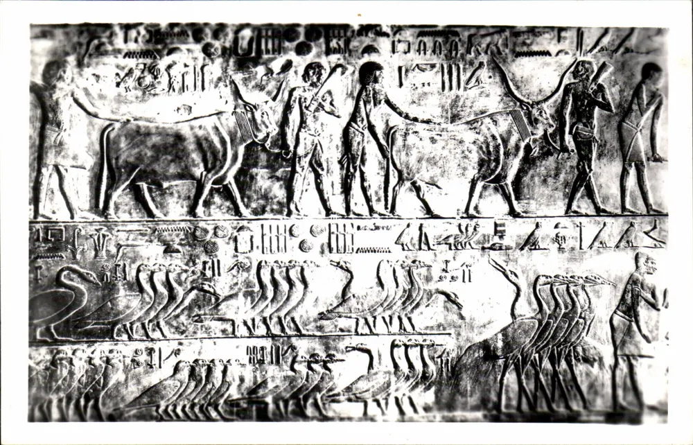 Sakkara — Grab von Ptah-Hotep — Szenen von Rindern — Pub. & Copyr. & Landrock — Kairo - Vorderseite