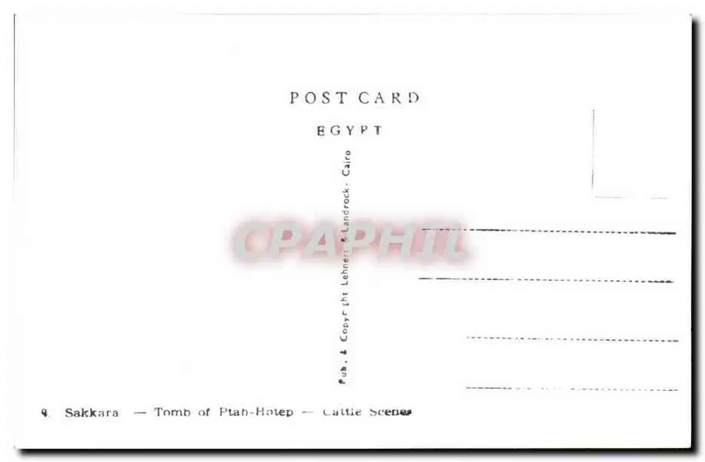 Sakkara — Grab von Ptah-Hotep — Szenen von Rindern — Pub. & Copyr. & Landrock — Kairo - Rückseite