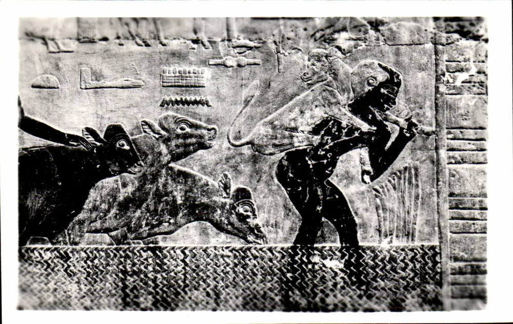 Sakkara — Grab von Ti — Rinder, die durch den Fluss getrieben werden — Verlag & Copyright Lehner & Landrock, Kairo - Vorderseite