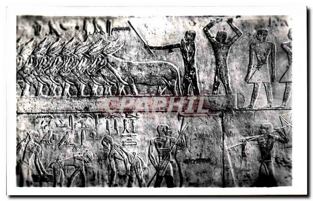 Sakkara — Grab T1 — Agrarische Szenen — Verlag & Copyright Lehner & Landrock, Kairo - Vorderseite