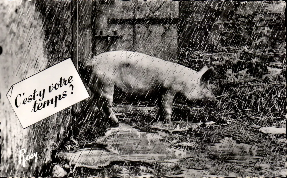 Schwein in der Regen — Ist es Ihre Zeit? — Rooy - Vorderseite