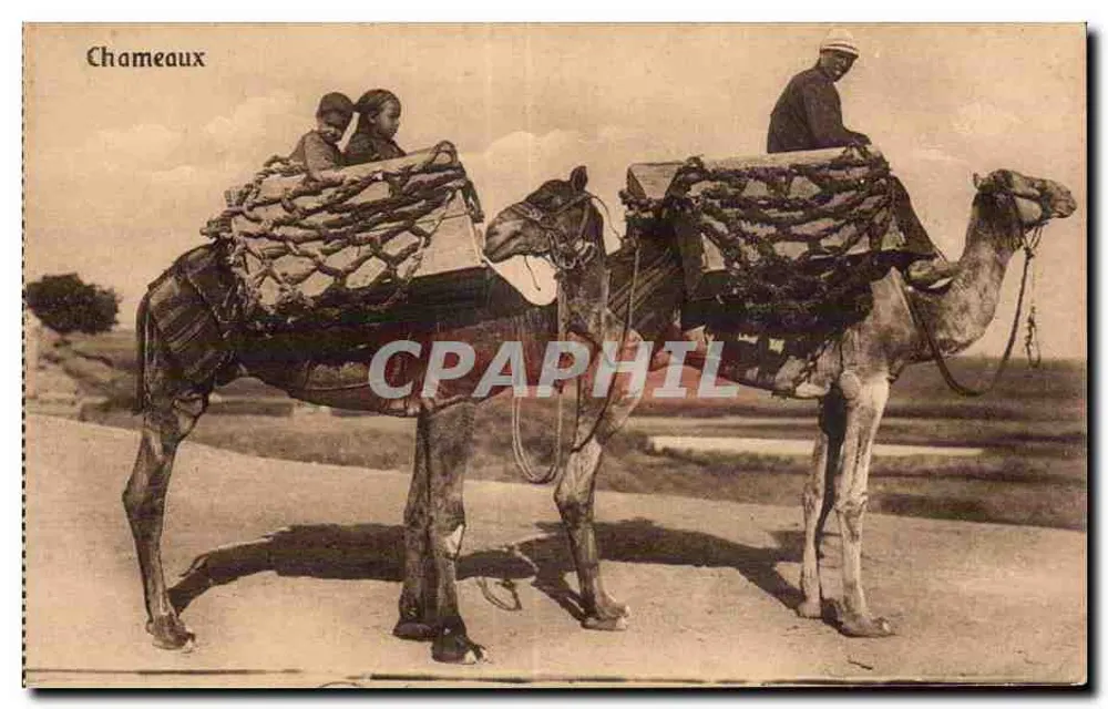 Kamele — Ägypten — The Cairo Postcard Trust, Serie BERN 207 - Vorderseite