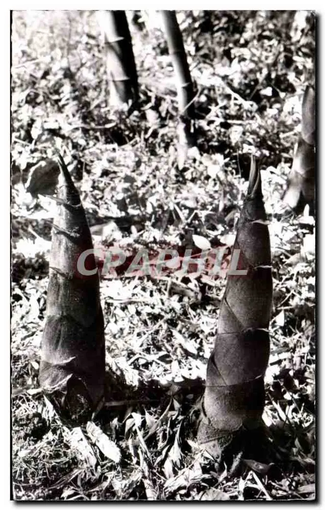 Junge Bambustriebe — Sorte Phyllossachys Pubescens — Domaine de Prafrance - Vorderseite