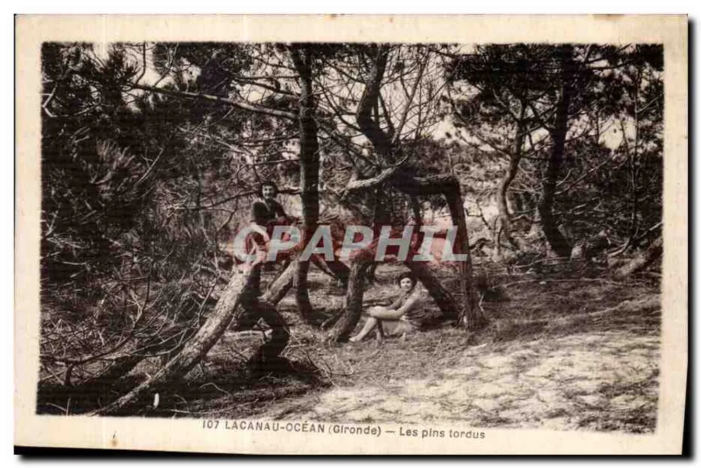 Lacanau-Océan (Gironde) — Die verdrehten Kiefern — Verlag: Moutic, Lacanau-Océan - Vorderseite