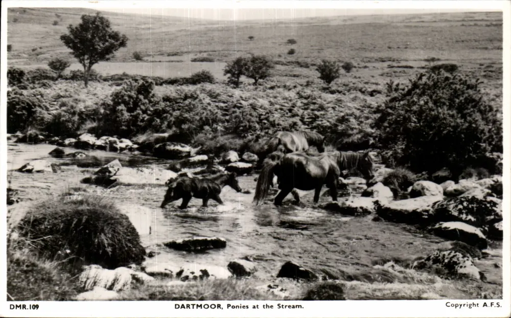 Dartmoor, Ponies at the Stream — DMR.109 — A.F.S. - Vorderseite