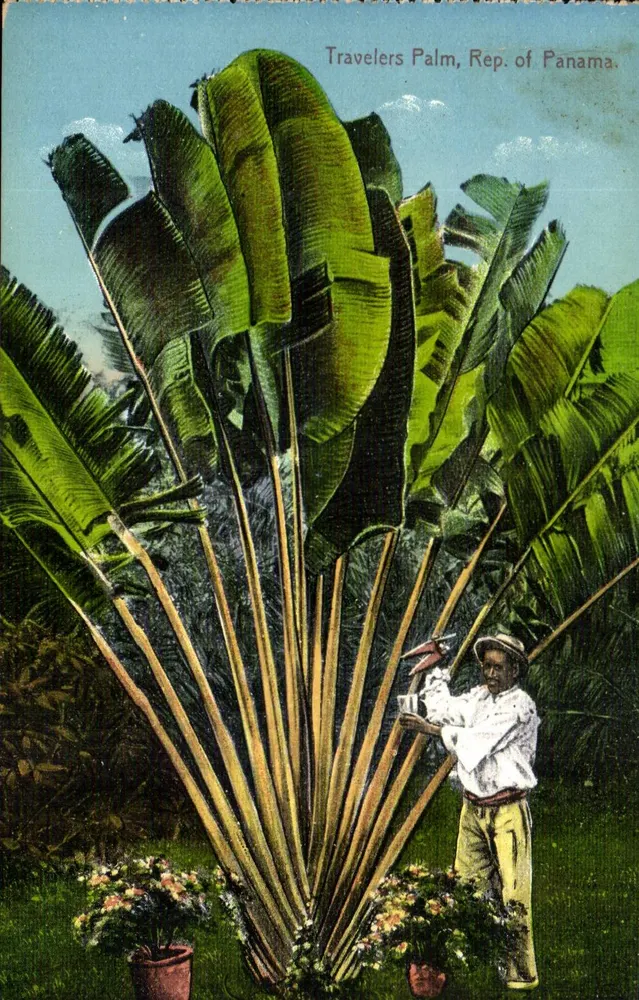 Reisepalme, Republik Panama — Verlag L.L. Maturo Jr. - Vorderseite