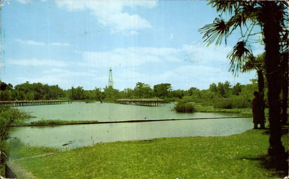 Jungle Gardens and Bird City — Avery Island, La. — The L. L. Cook Co. n° 64949 - Vorderseite