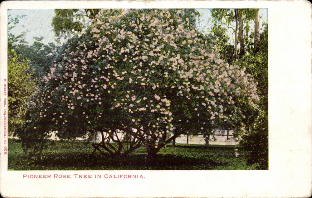 Pioniersroosboom in Californië — M. Rieber Publ., Los Angeles, Cal. No. 668 - Voorkant