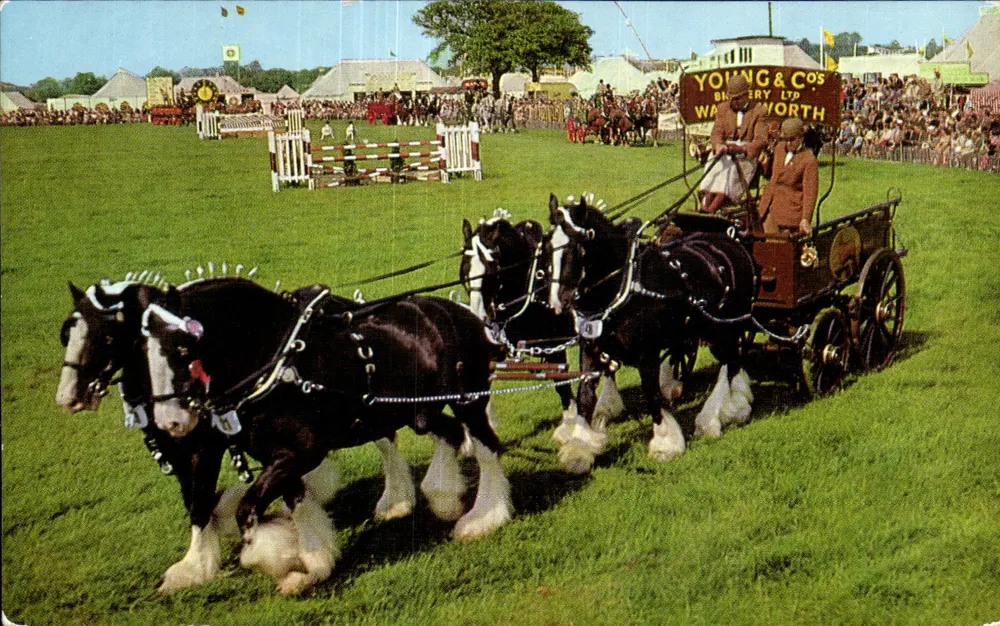 Cavalos de tração na feira — Young & Co's Brewery Ltd, Warrington — editor Salmon Postcard - Frente