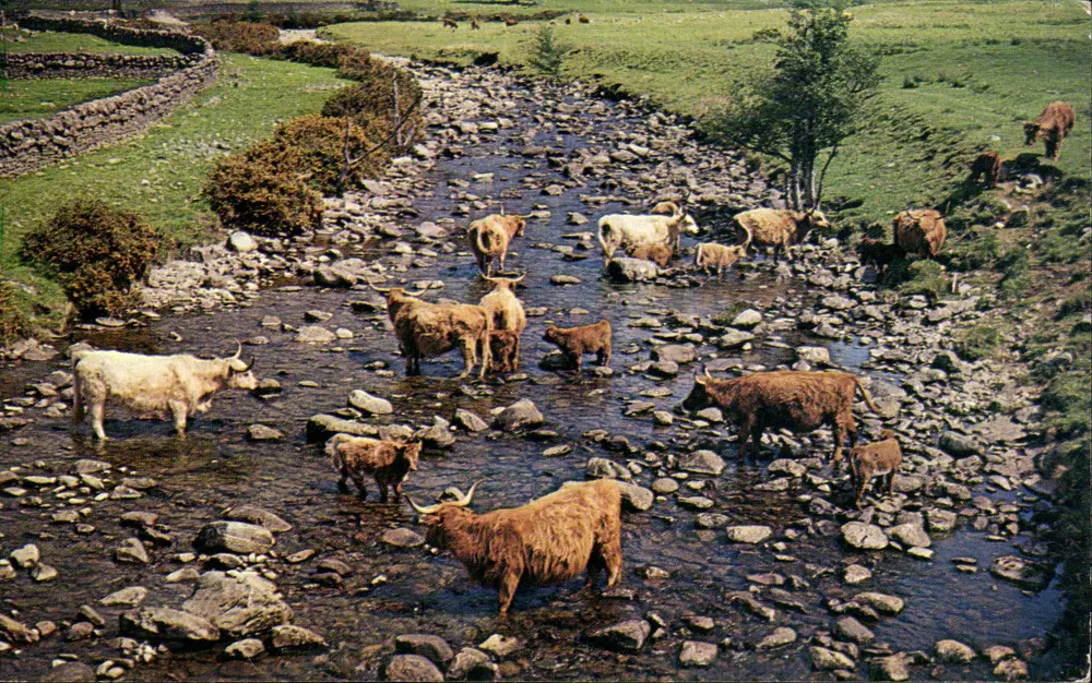 Highland-Rinder nahe Loch Broom — Ross & Cromarty — Verlag: Sanderson & Dixon (Colour Pictures) Ltd. - Vorderseite