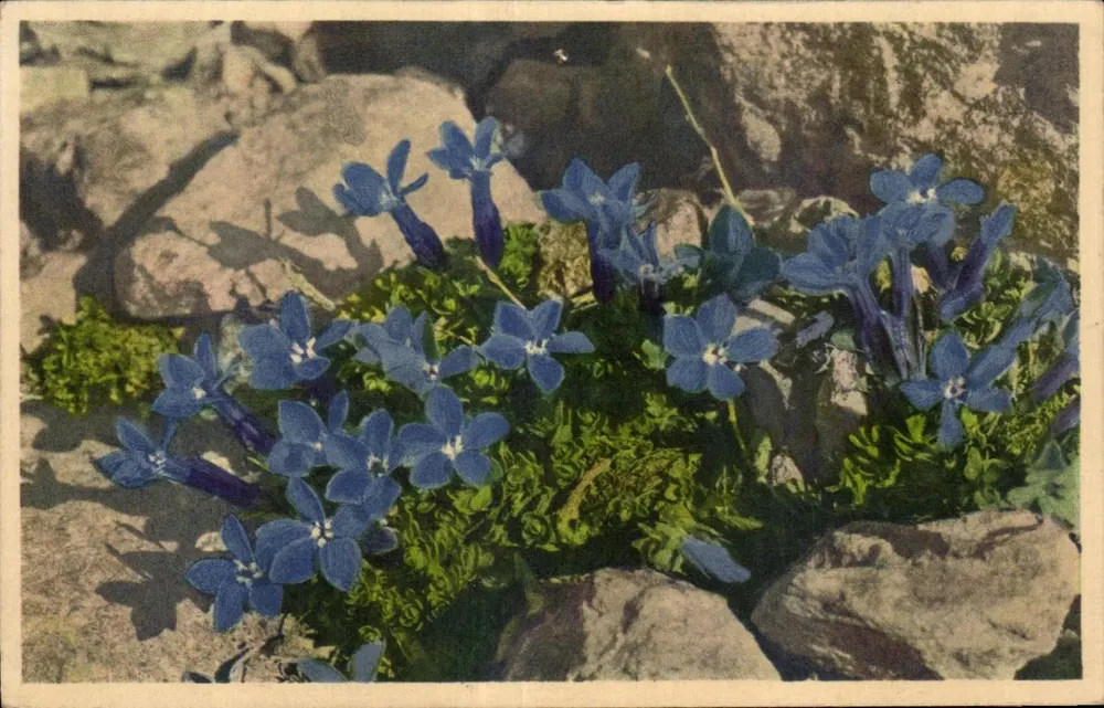 Gentiane de Bavière — Bayerische Gentianen — Gyger & Opfenstein, Achilloden - Vorderseite