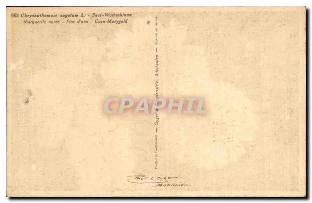 Chrysanthemenblüten — Goldene Sorte — Verlag Thor Egeren, Athen - Rückseite