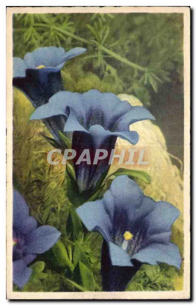 Gentiana azul — flores selvagens — editor desconhecido, número de série não visível - Frente