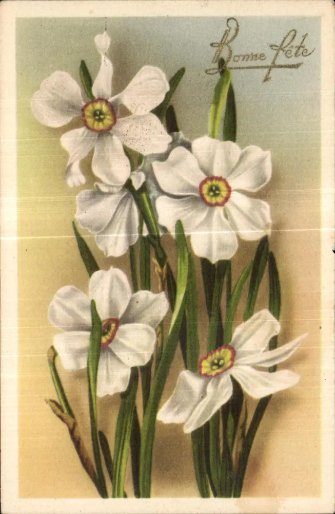 Narcisos — carta de felicitações - Frente