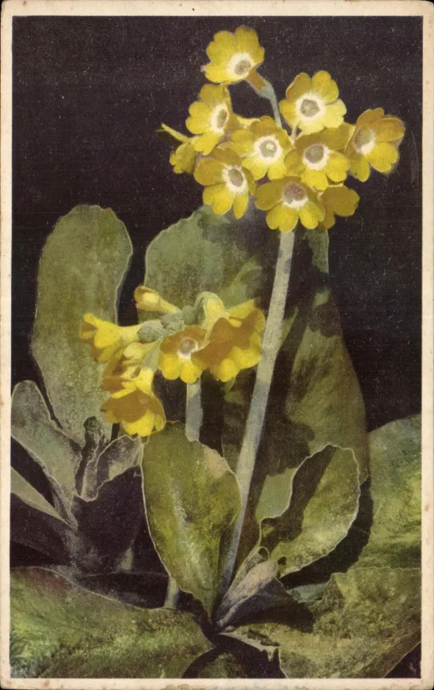 Primula auricula — Fotoquímica-Offset — Série 598, n° 1565 - Frente