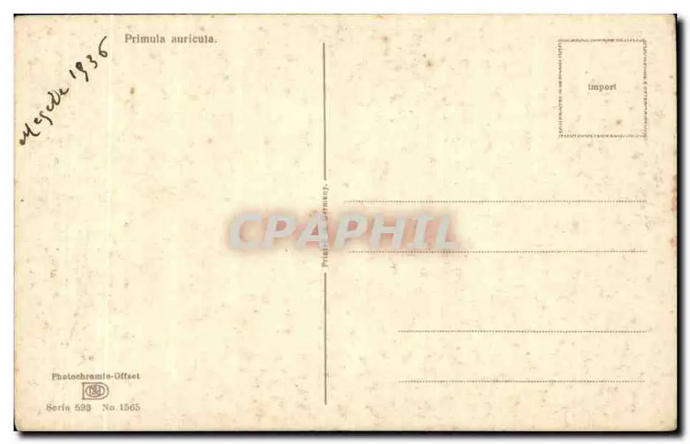 Primula auricula — Fotoquímica-Offset — Série 598, n° 1565 - Verso