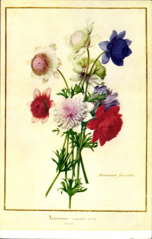 Anêmonas — variedades coloridas — N. Robert (aquarela), editada pelo Comitê Nacional da Criança - Frente