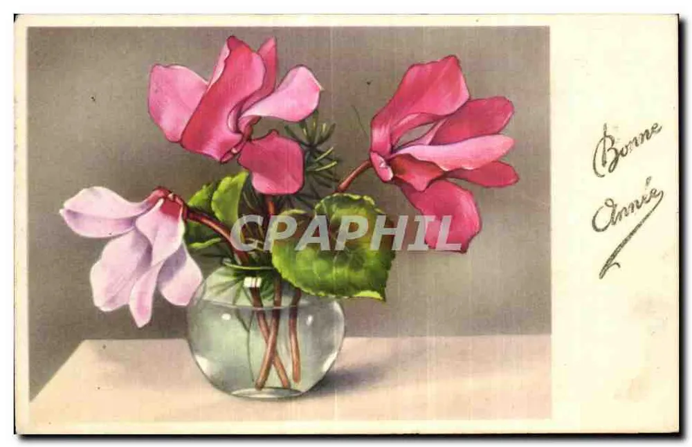 Kreuzkümmel in einer Vase — farbige Illustration — unbekannter Verlag - Vorderseite