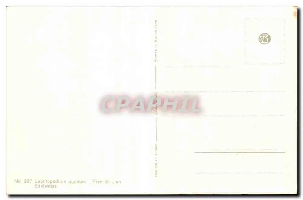 एडेलवेस — लियोनटोपोडियम अल्पिनम — संख्या 307 - पीछे