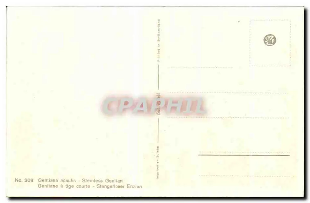 Gentiana de caule curto — Gentiana acaulis — No. 308 - Verso
