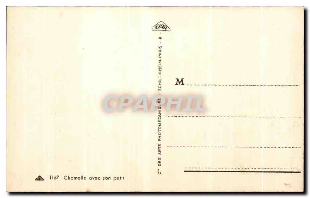 Chamelle com seu filhote — Série 1157 — Cie des Arts Photomécaniques, Paris - Verso