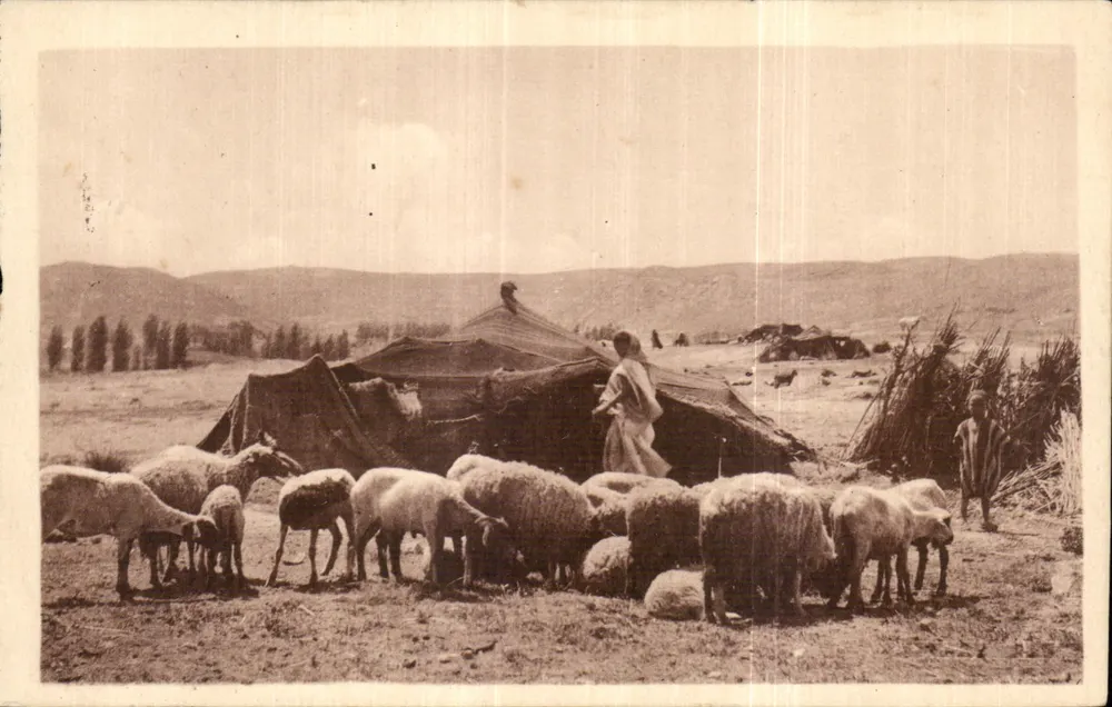 Landschaft mit Schäfer und Schafherde — Algerien — Verlag Paphil - Vorderseite